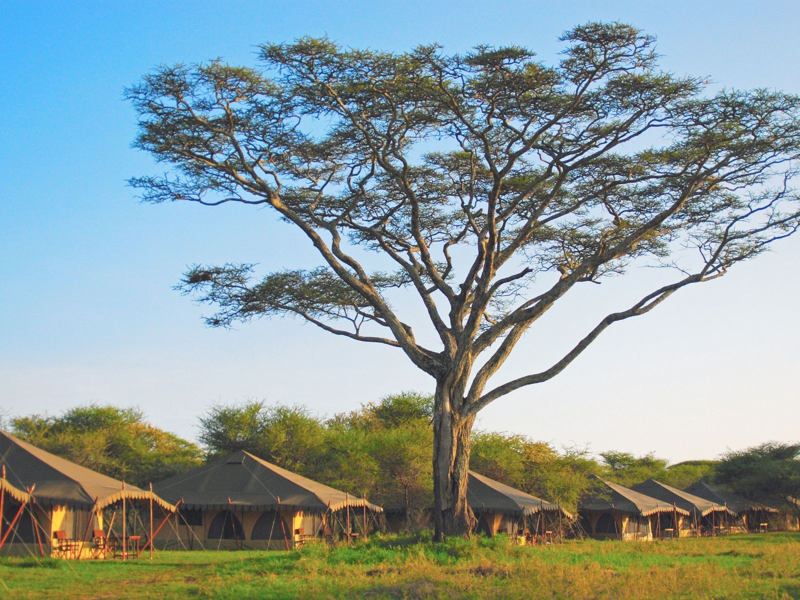 Itinerary Tanzania Vegan Safari Safari lodge beneath an iconic acacia tree in Tanzania