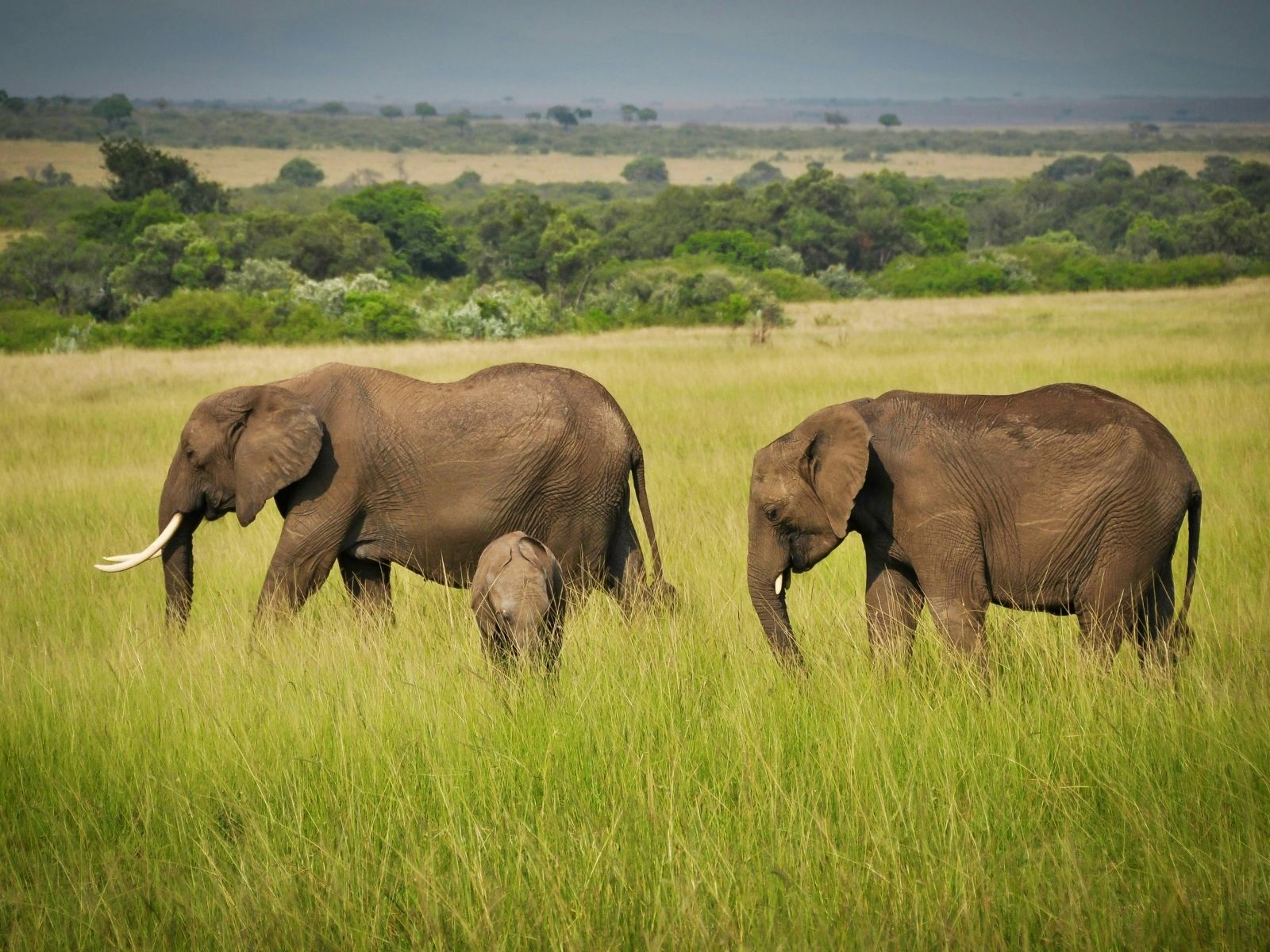 Itinerary Tanzania Vegan Safari African elephants grazing in Tanzania's national park