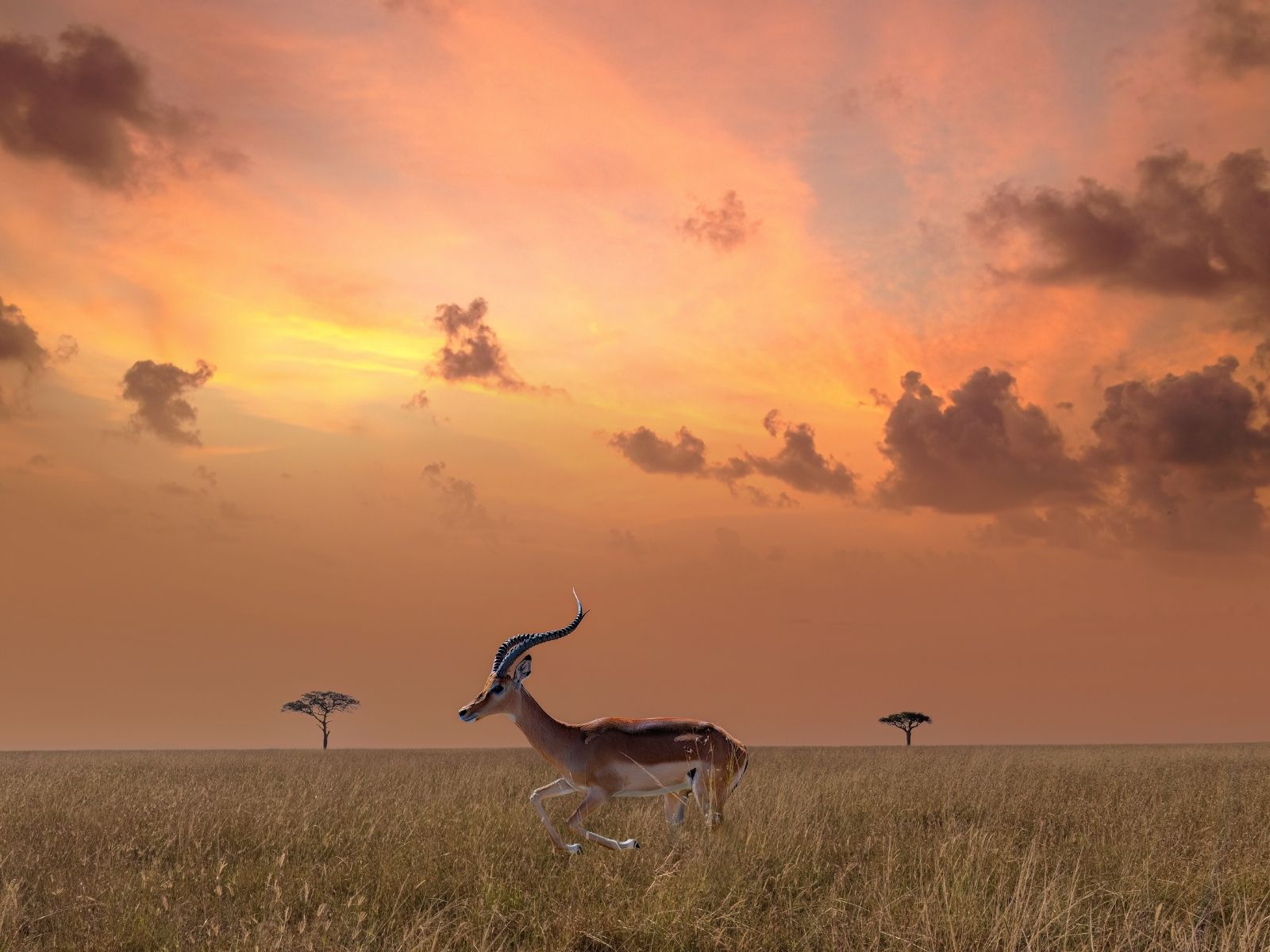 African antelope silhouetted against a Serengeti sunset
