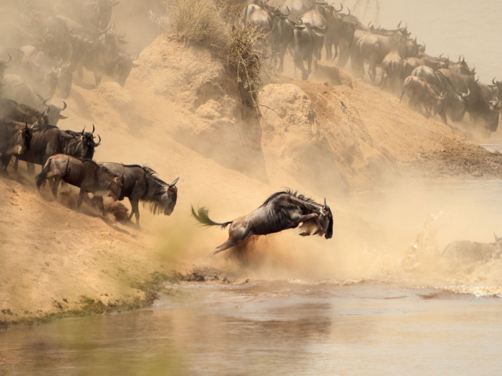 Wildebeest migration crossing the Mara river in Kenya