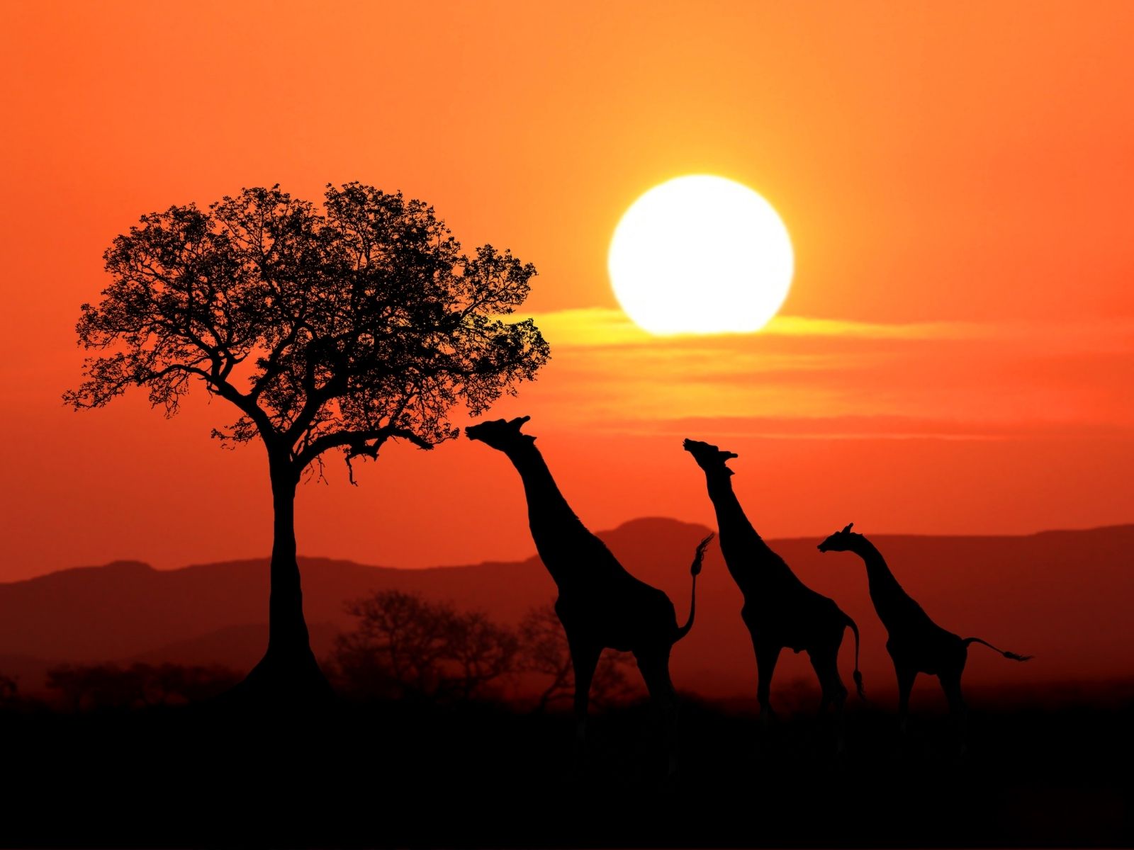 Giraffes silhouetted against a golden African sunset in Kenya