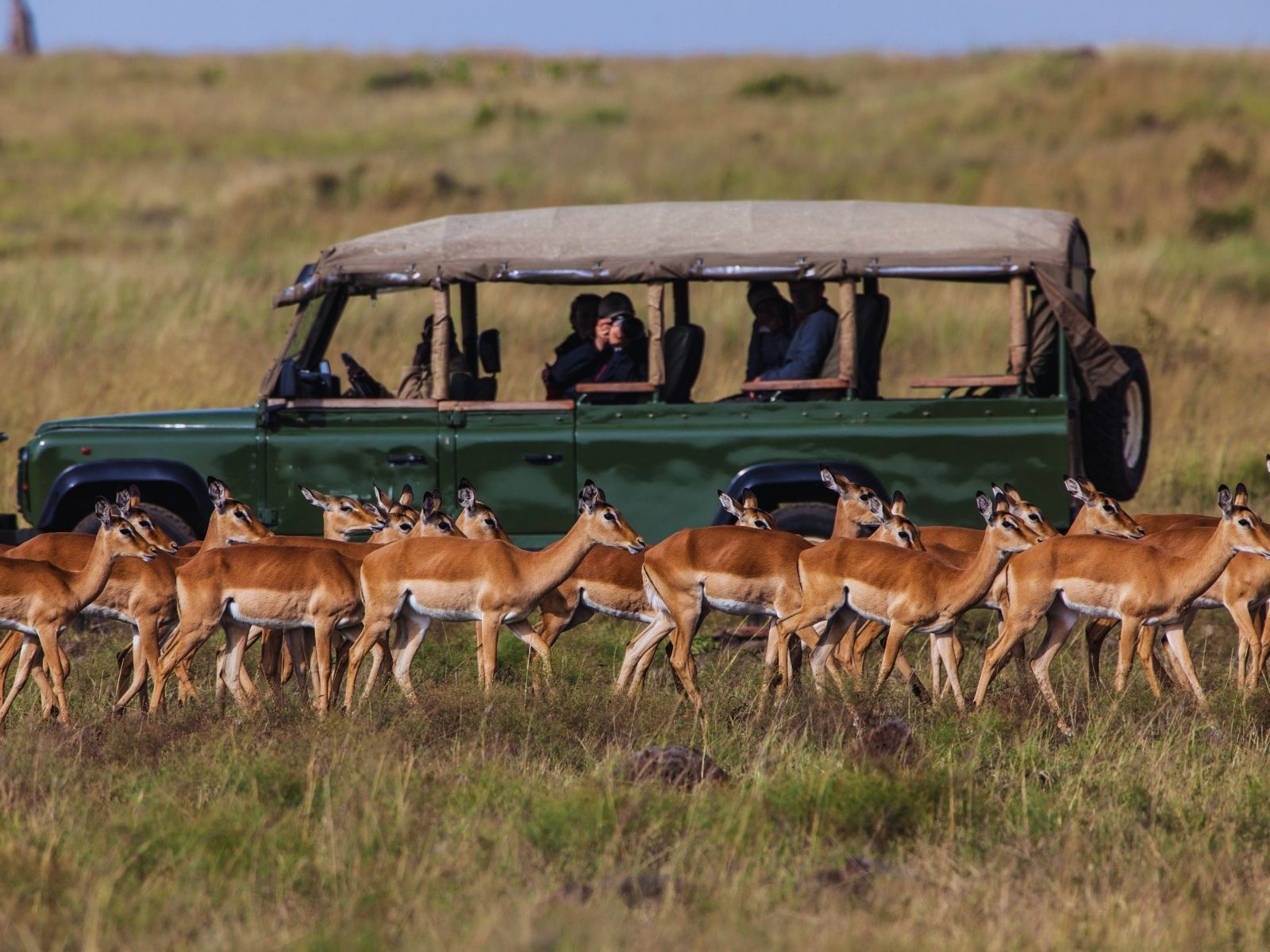 Itinerary Tanzania Vegan Safari Safari jeep surrounded by antelope in Tanzania's Serengeti