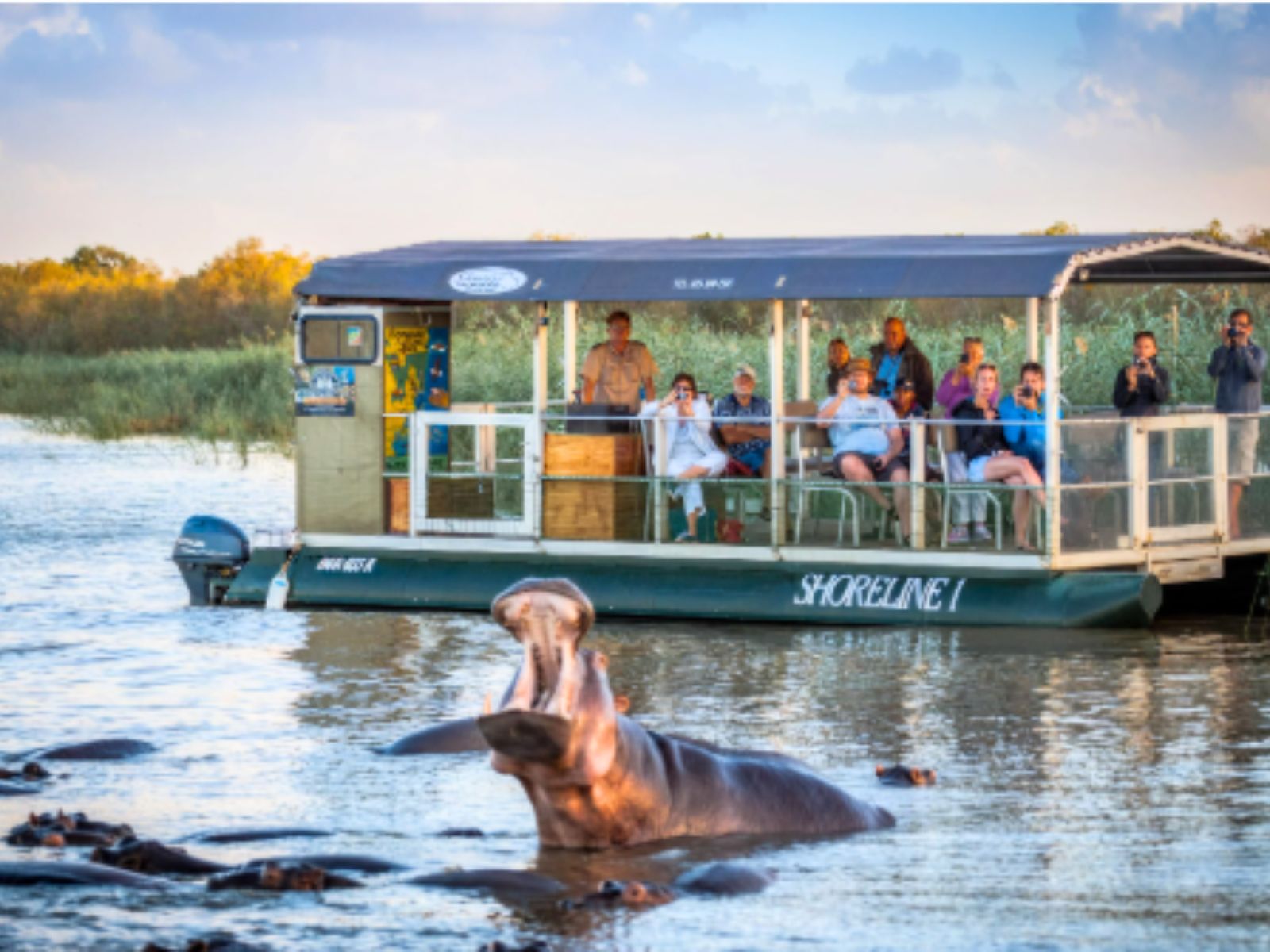 Itinerary South Africa Vegan Safari Hippos beside a sightseeing boat during a wildlife cruise in St Lucia, South Africa
