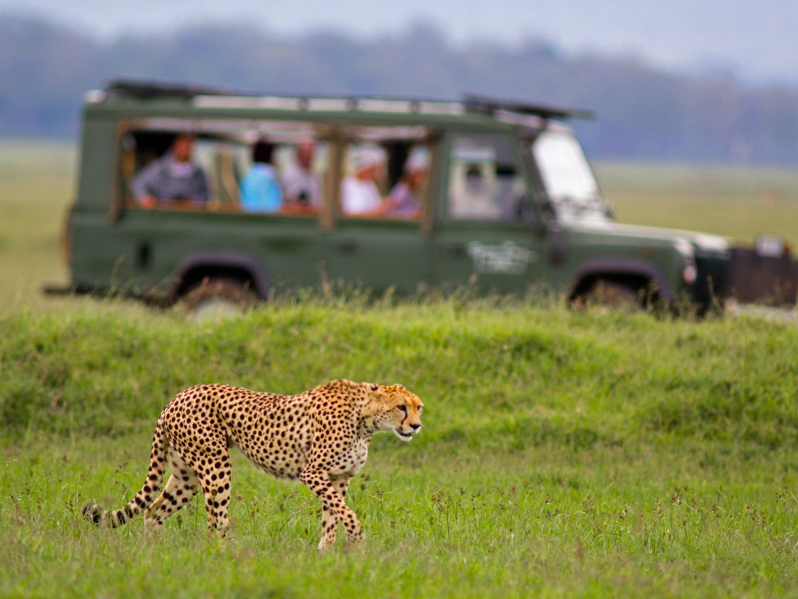 Itinerary South Africa Vegan Safari Cheetah walking across a South African wildlife reserve with a safari vehicle in the background