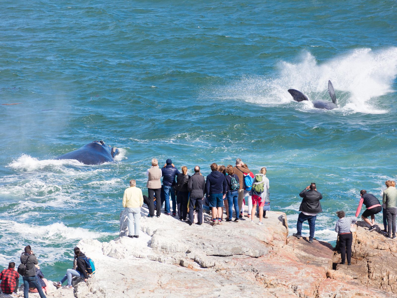 Itinerary South Africa Vegan Safari Travellers watching whales from the rocky coastline during whale season in Hermanus, South Africa